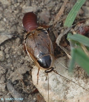 Ectobius sylvestris